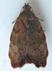 Choreutis pariana