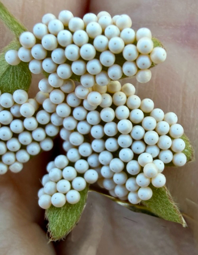 Chihuahuan Agapema