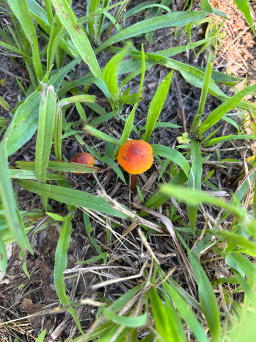 iNaturalist observation photo of Hygrocyboideae