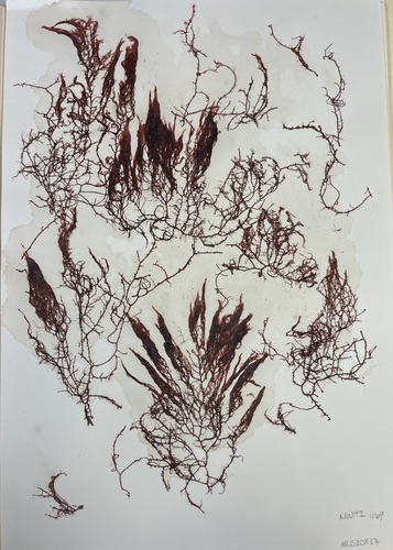 Lophocladia observed 2021-07-17