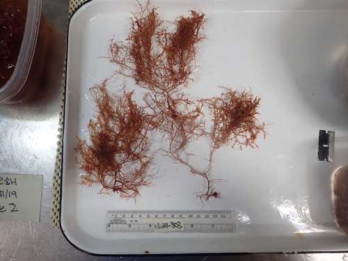 Lophocladia observed 2019-07-31