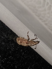 Meconemus infuscatus