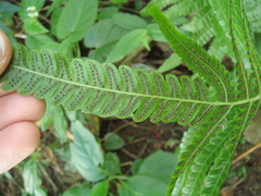 Goniopteris tetragona