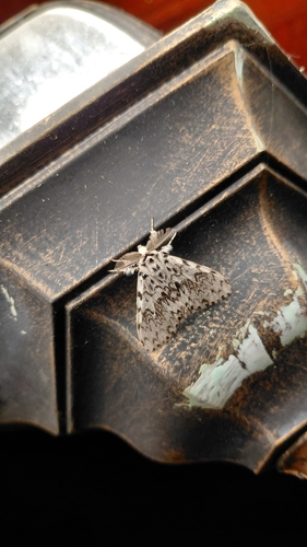 Black Arches