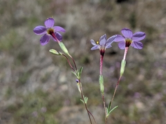 Leptosiphon ambiguus