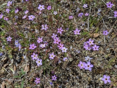 Leptosiphon ambiguus