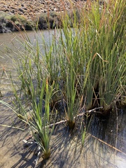 (c) pavlaki1968, some rights reserved (CC BY) Typha domingensis, photograph (c) pavlaki1968, some rights reserved (CC BY)
