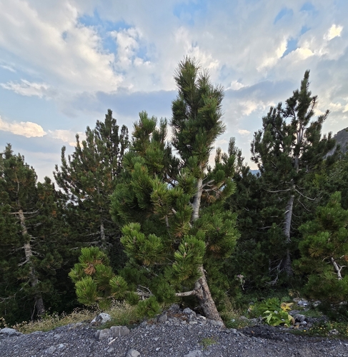 Pinus heldreichii, photograph 2