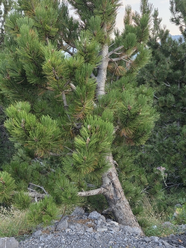 Pinus heldreichii, photograph 3