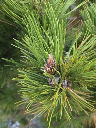 Pinus heldreichii, photograph 4