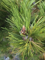 Pinus heldreichii, photograph (c) David Pereira, some rights reserved (CC BY)
