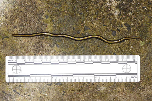 two-tone planarian