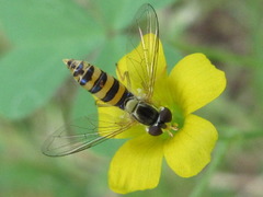 Sphaerophoria menthastri