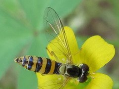 Sphaerophoria menthastri