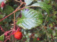 Rubus fraxinifolius