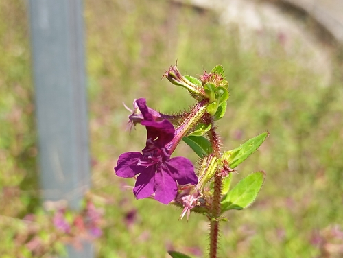 Cuphea aequipetala, photograph 4