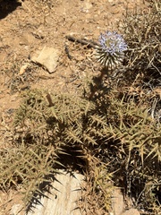 (c) pavlaki1968, some rights reserved (CC BY) Echinops spinosissimus, photograph (c) pavlaki1968, some rights reserved (CC BY)
