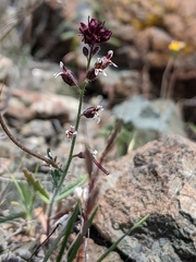 Streptanthus insignis