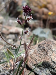 Streptanthus insignis