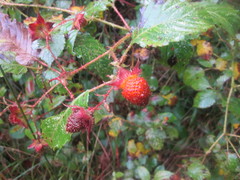 Rubus fraxinifolius