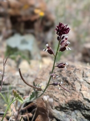 Streptanthus insignis