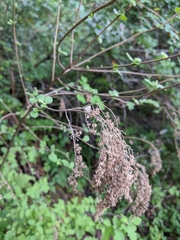 Holodiscus discolor discolor