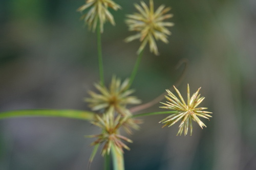 Cyperus lancastriensis, 2026-08-17