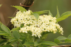 Sambucus australis, photograph (c) Holger Braun, some rights reserved (CC BY)