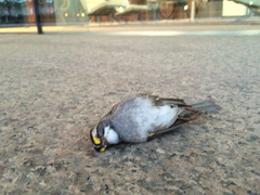 Zonotrichia albicollis