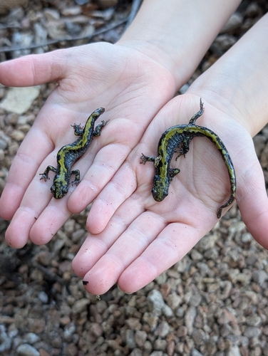 Long-toed Salamander