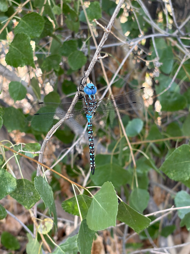 Blue-eyed Darner
