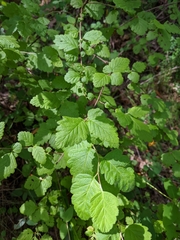 Holodiscus discolor discolor
