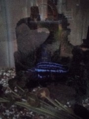 Pseudotropheus johannii