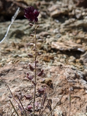 Streptanthus insignis