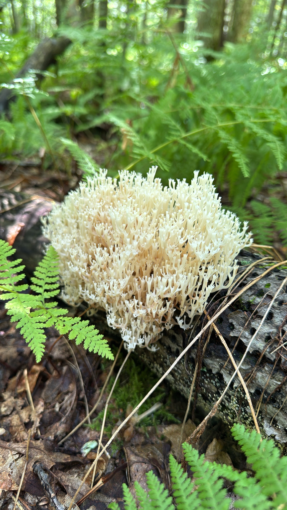 crown-tipped coral fungus · August 2026 · photo: Photo: no rights reserved · iNaturalist