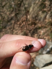 Pterostichus bicolor