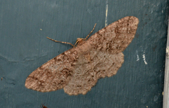 Melanolophia imitata