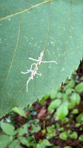 Ironwood Leafcone Moth