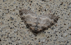 Lobophora nivigerata