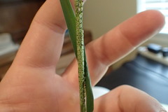 Setaria geminata