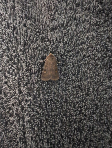 Square-spot Rustic
