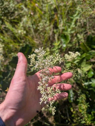 Eupatorium pubescens, photograph 3
