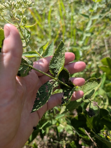 Eupatorium pubescens, photograph 4