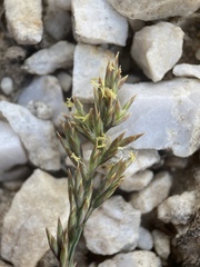 Poa secunda secunda