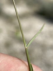 Poa secunda secunda