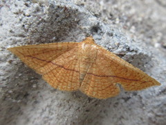 Striglina cancellata