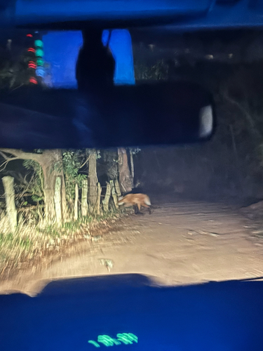 Maned Wolf