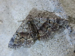 Paragona multisignata