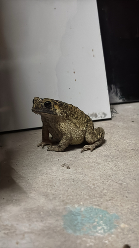Asian Common Toad