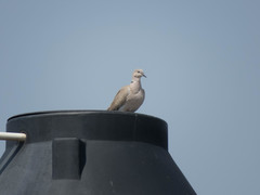 Streptopelia decaocto